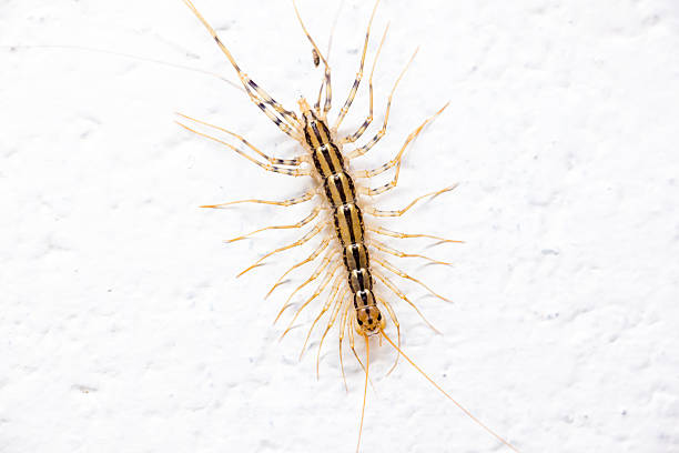 istock Close up of a House Centipede crawling on a white wall 2237416237