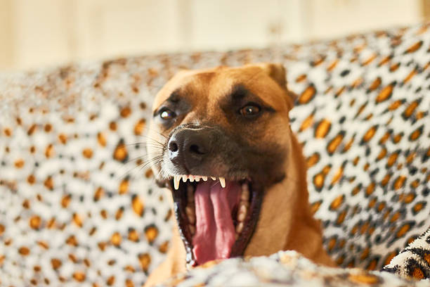 istock Funny dog ​​yawning 2237421672