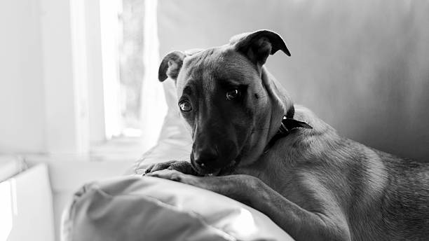 istock adorable dog on the couch 2237421685