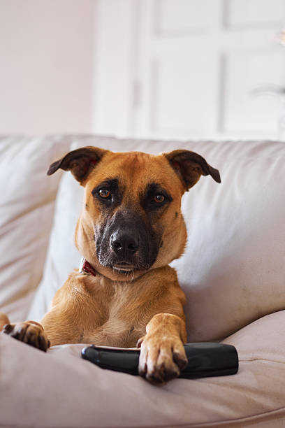 istock Dog on the couch with TV remote control 2237421718