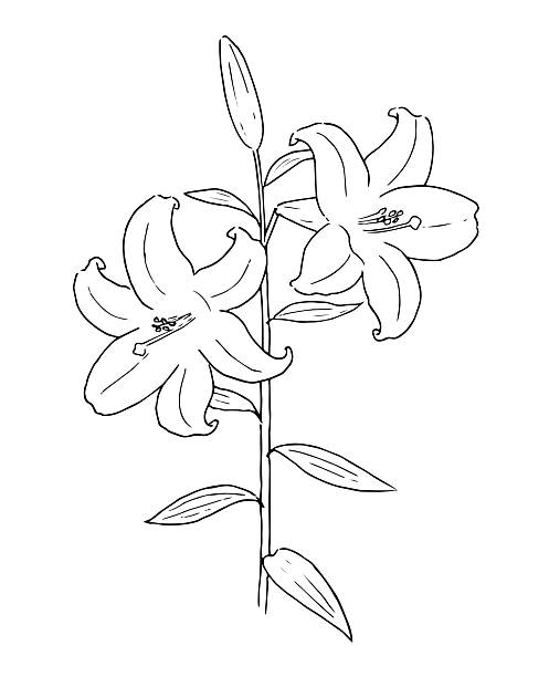 istock Pen drawing of Casablanca Lily 2237424863