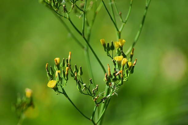 istock Yellow wild flower 2237425487