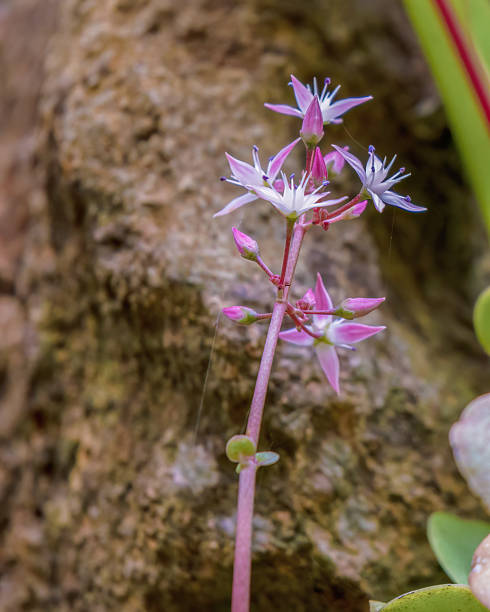 istock Tiny fairy crassula flowers blooming 2237427303