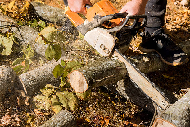 istock Person uses chainsaw to cut tree logs in autumn forest with fallen leaves 2237428014