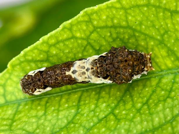 istock Chinese Yellow
Swallowtail caterpillar 2237428942