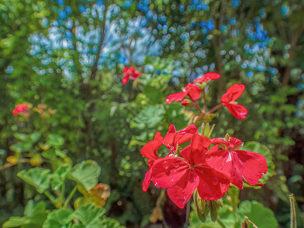 istock Red geranium flowers and leaves in a garden 2237429051