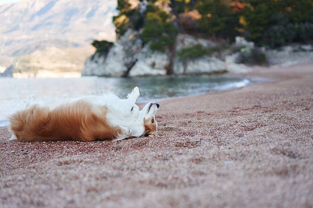 A Border Collie lies comfortably on the beach with its belly exposed. The dog relaxes with the sea and cliffs in the background.