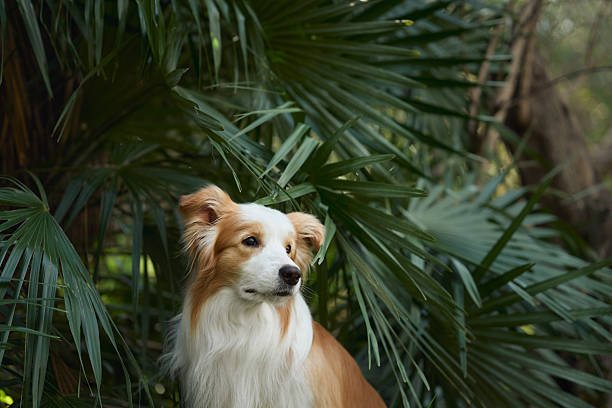 The Border Collie turns its head slightly as it looks past large palm leaves. It appears curious in the lush jungle surroundings.