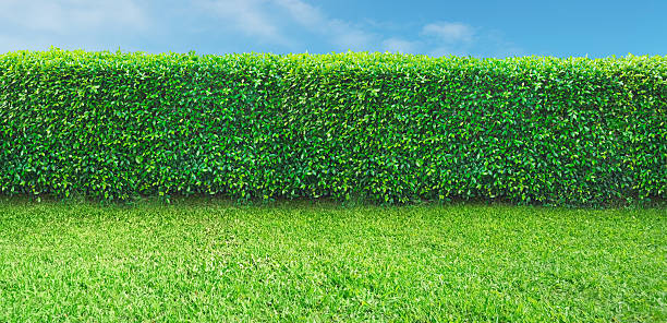 istock Tropical tree fence or wall, bushes, shrubs, trees, with sky in the background. 2237432780