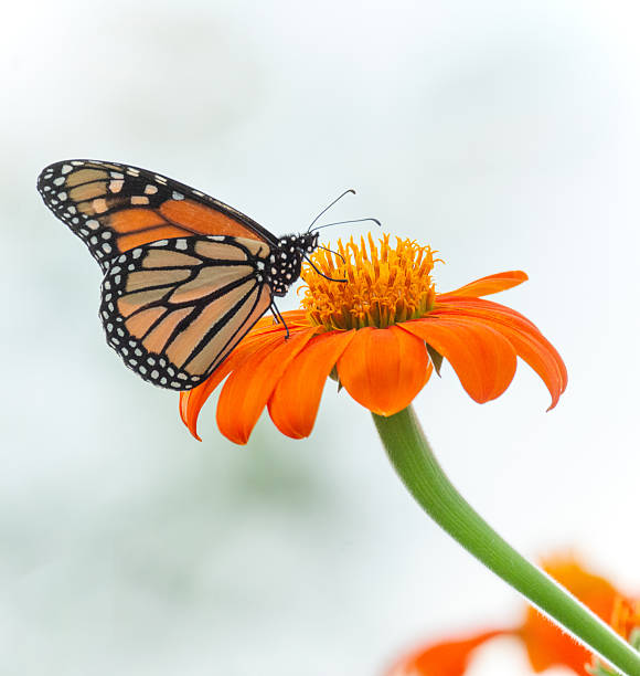 istock Butterfly- Monarch-Howard County, Indiana 2237433667