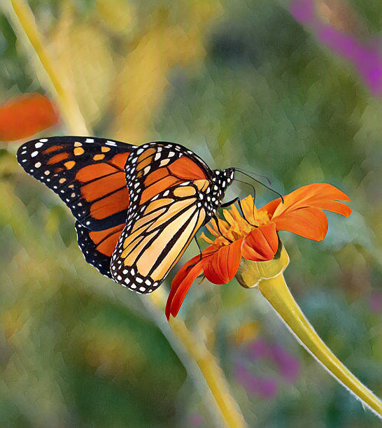 Butterfly- Monarch-Howard County, Indiana