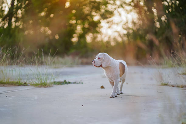 White Beagle Dog Walking on a Forest Path at Sunset, Calm Outdoor Moment