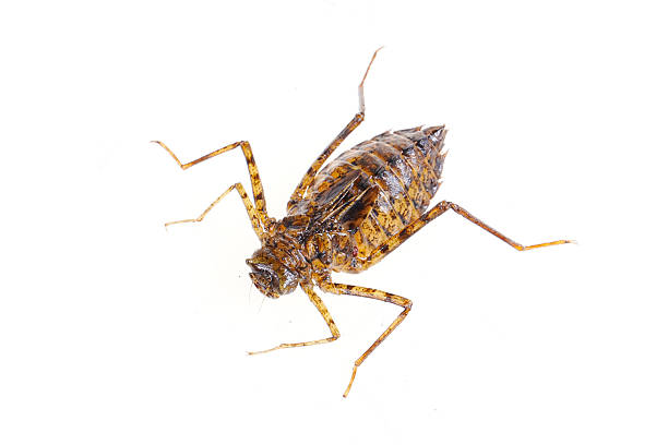 istock Dragonfly larvae isolated on white background. 2237437715