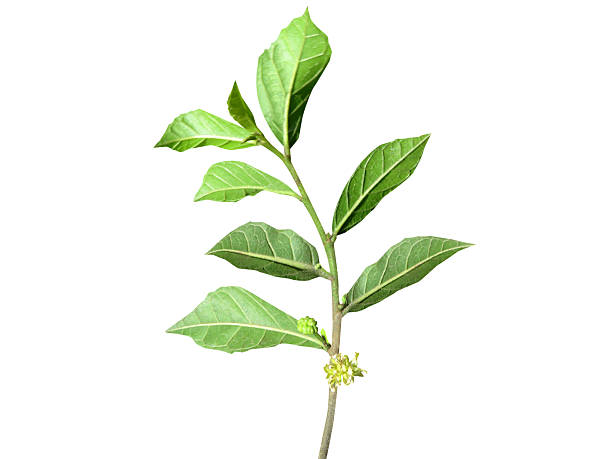 chinese medicine plant Eleutherococcus nodiflorus (Dunn) S. Y. Hu in outdoor in Spring
