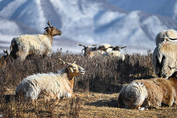 istock A Herd of Sheep Resting in the Snowy Mountains 2237441819