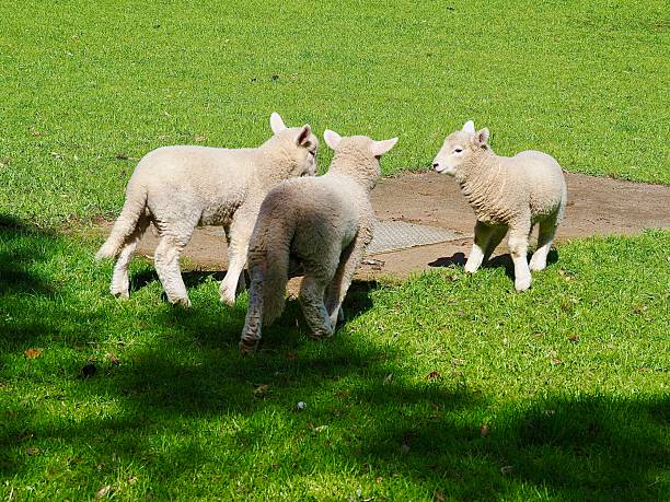 Lambs nuzzling with their mother in the spring sunshine