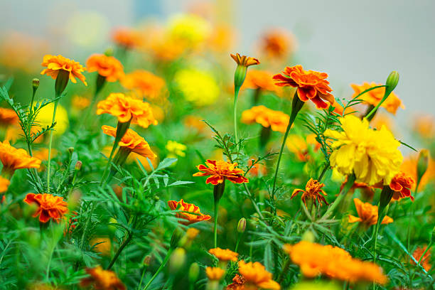 Cosmos flowers blooming in the garden