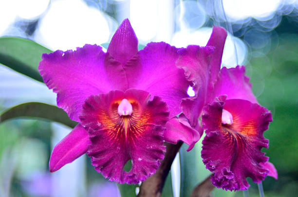 Chialin Ruby Red Dragon cattleya orchids in the garden.