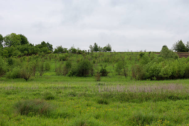 istock A soft green landscape features a lowland meadow in the foreground, transitioning into an overgrown hill covered with bushes and trees. The atmosphere of an overcast, cloudy sky creates a serene yet somewhat subdued feeling of wild nature. 2237451246