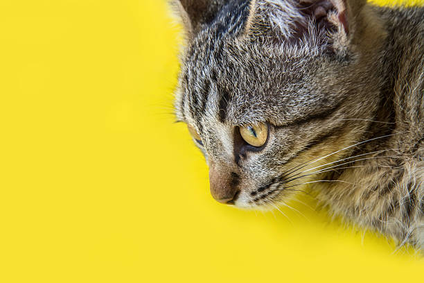 istock Cat's head close-up on a yellow background. 2237451637