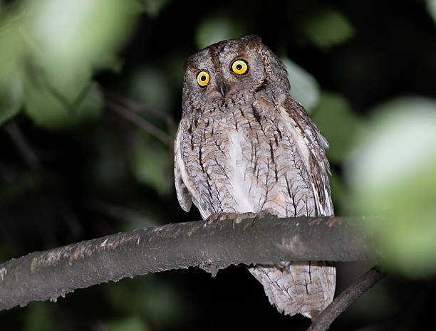 istock Eurasian scops owl, Otus scops. A beautiful bird sitting on a tree, close-up 2237454799