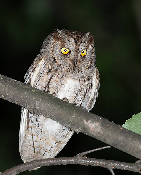 istock Eurasian scops owl, Otus scops. At night, a bird sits on a branch, flat background 2237454957