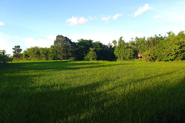 Green Rice Field on Blue Sky Background