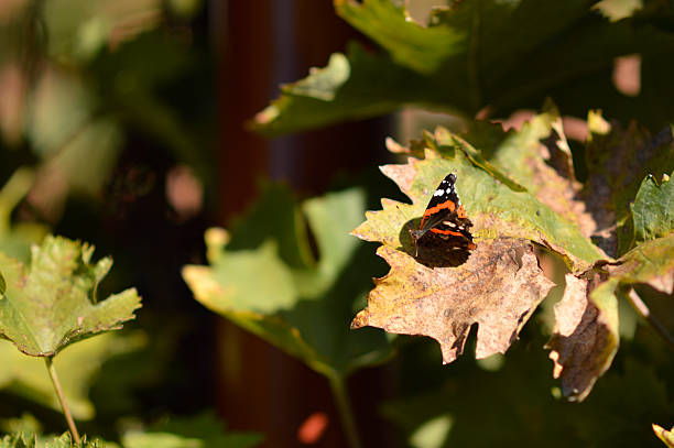 dry grapevine leaf with butterfly