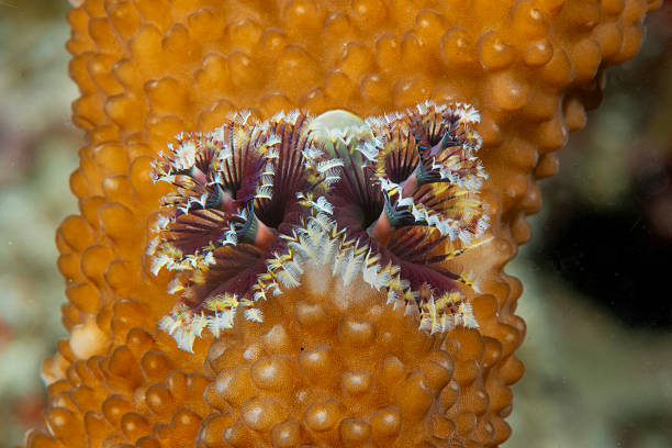 istock Christmas tree worm on hard coral 2237459289
