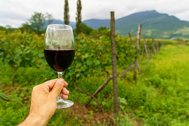 istock Hand Holding Glass of Red Wine in Vineyard 2237459846
