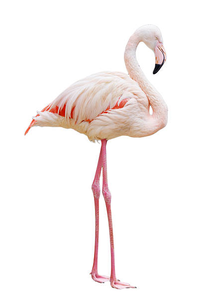 istock A white and pink flamingo standing on its right leg 2237460116