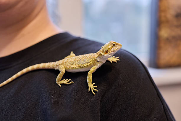 istock Having a Bearded Dragon perched on your shoulder makes for a truly unique pet companion experience 2237461876