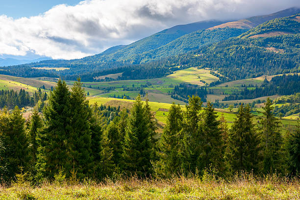 istock spruce forest behind the grassy meadow 2237464231
