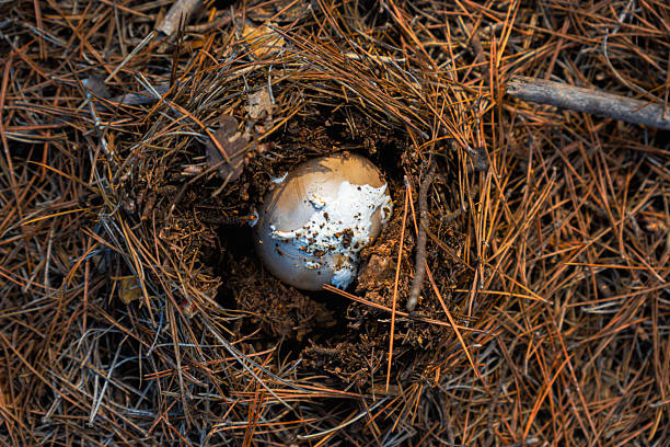Top view of a small wild mushroom emerging from the forest floor covered in a thick layer of pine needles.