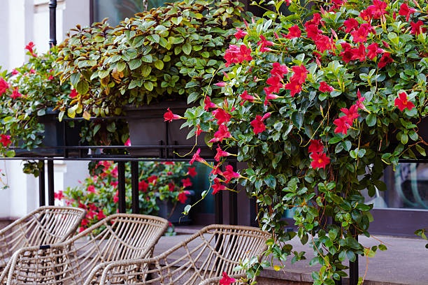 istock flower pot hanging decorative object spring time blooming seasonal condition close up 2237464604