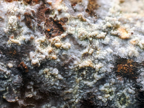 istock Close-up macro shot of grey and red lichen over tree bark. Selective focus 2237465429