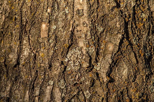 Ulmus glabra - Scots elm - Trunk of Scots elm