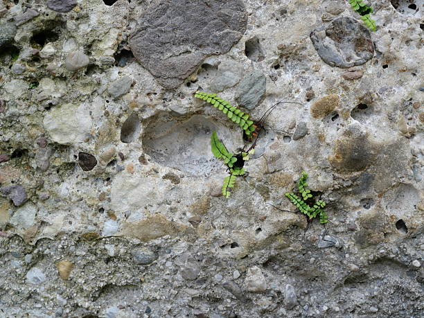 Detail of porous stone wall with small ferns growing in cracks. Copyspace.