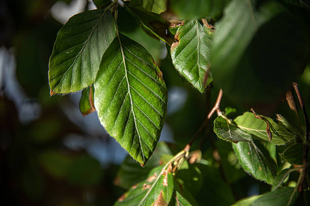 istock Fagus sylvatica - Common beech - Front side of European beech leaves 2237468124