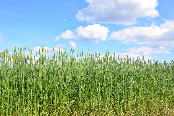 istock a green wheat field with blue sky and white clouds wallpaper 2237468836