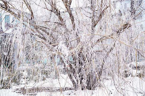 A cold morning with the first snow layer of the season