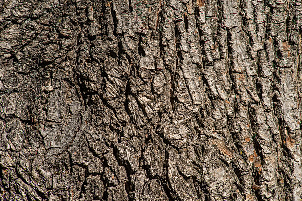 istock Acer campestre - Field maple - Field maple tree trunk 2237473092