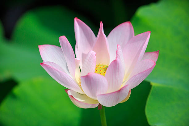 istock A Blooming Pink Lotus Flower in a Serene Pond 2237473766