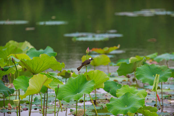 A Small Bird Perched on Lotus Leaves in a Serene Pond