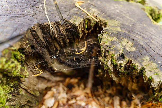 Spider web catching debris inside a weathered tree stump, showcasing the micro ecosystem of decay and new growth in nature