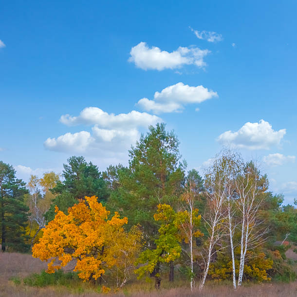 autumn in the forest ducks in the lake tree branches against blue sky