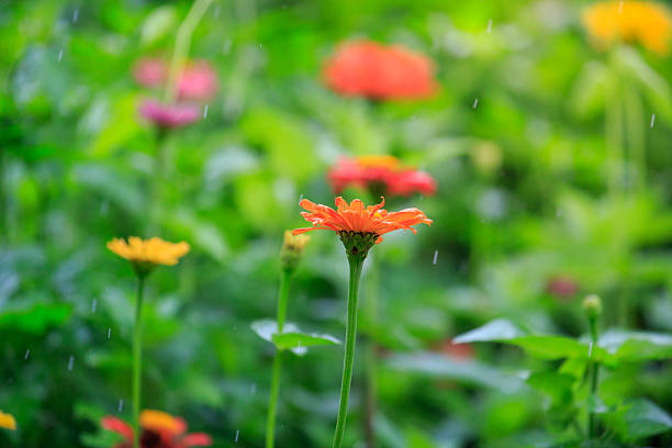 istock Chrysanthemums in the Rain: A Serene and Vibrant Scene 2237474279