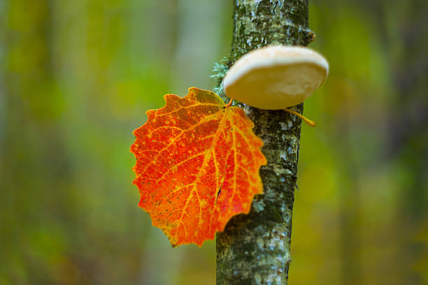 closeup red aspen tree branch in autumn forest