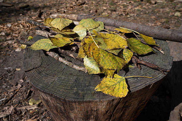 yellow autumn leaves lying on a wooden stump
