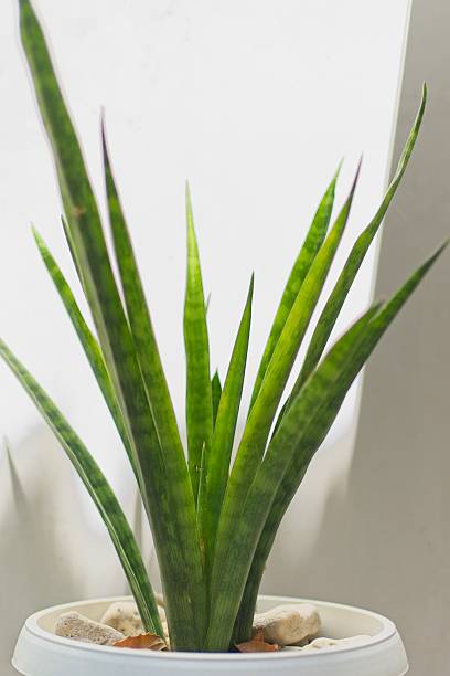 istock Sansevieria Plant in White Pot 2237475955